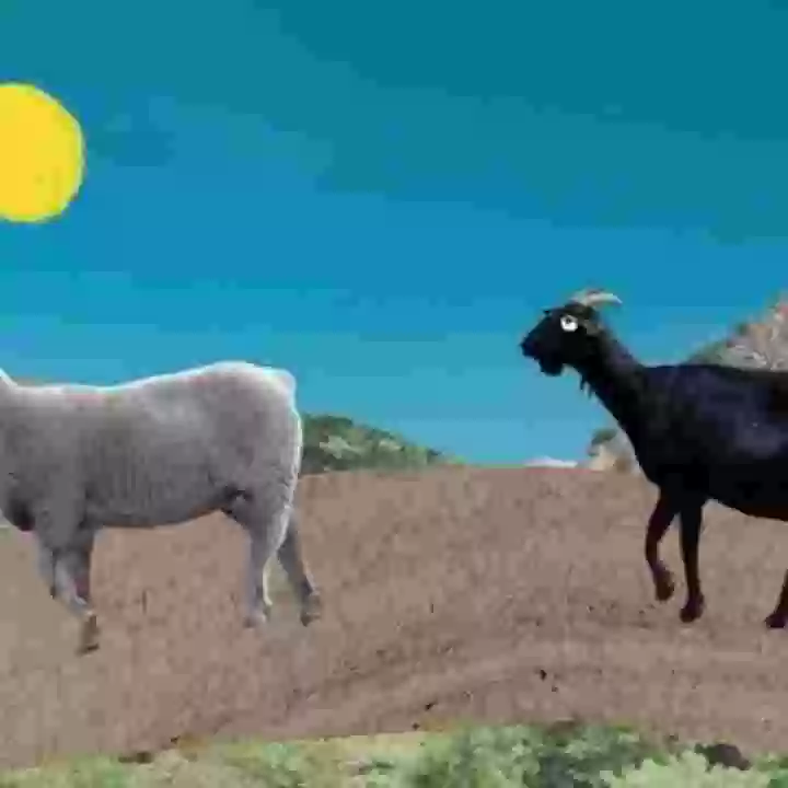 Las ovejas Milagros, Remedios y Dolores y sus conocimientos sobre biodiversidad y protección Medio Ambiental.